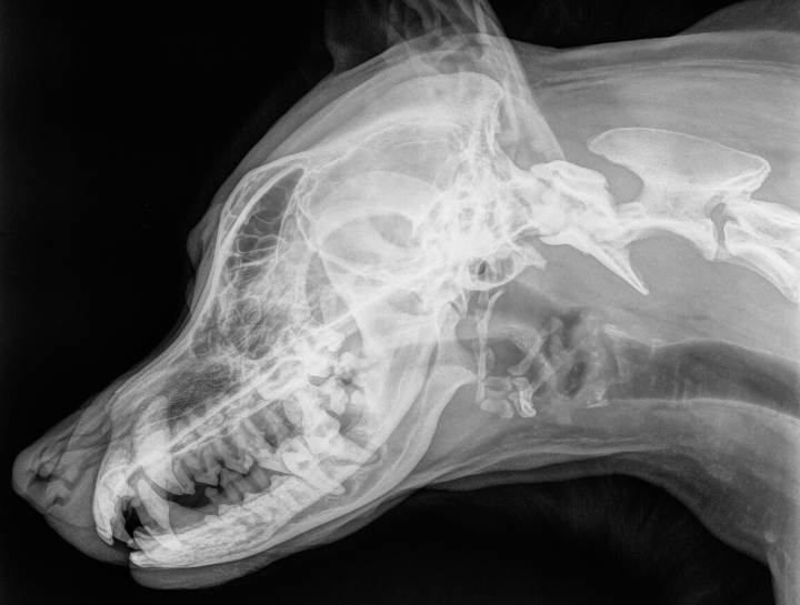 Cat Dental Xray