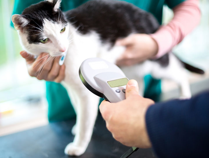 Cat Microchipping